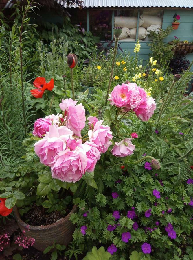 Laurels Bed and Breakfast Oswestry Buitenkant foto